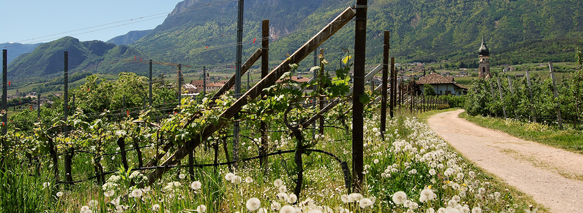Passeggiata a San Paolo sulla Strada del Vino