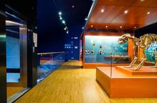 Museum Ladin Ursus ladinicus - Obergeschoss - Fossilien