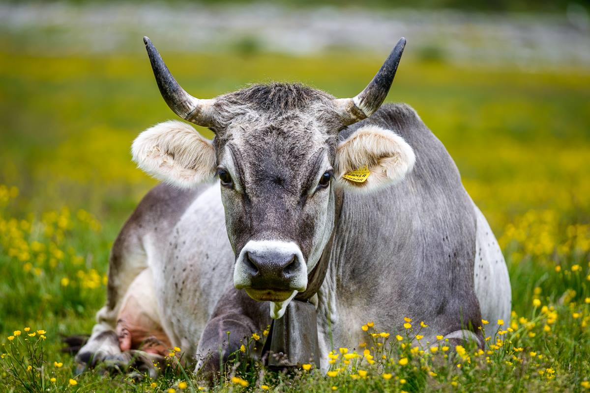 Passeggiata a Passo Oclini