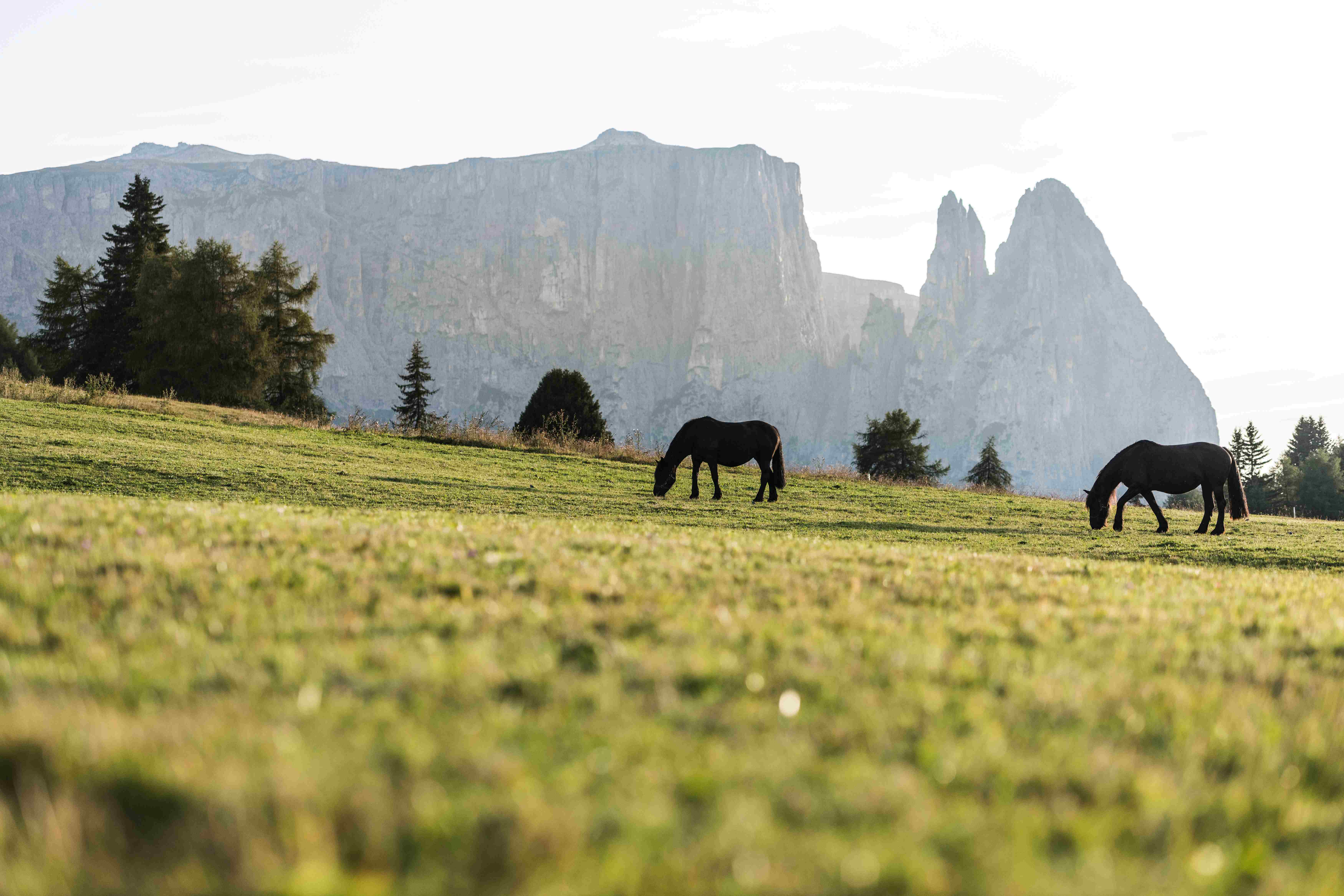 IDM Südtirol-Alto Adige/Harald Wisthaler