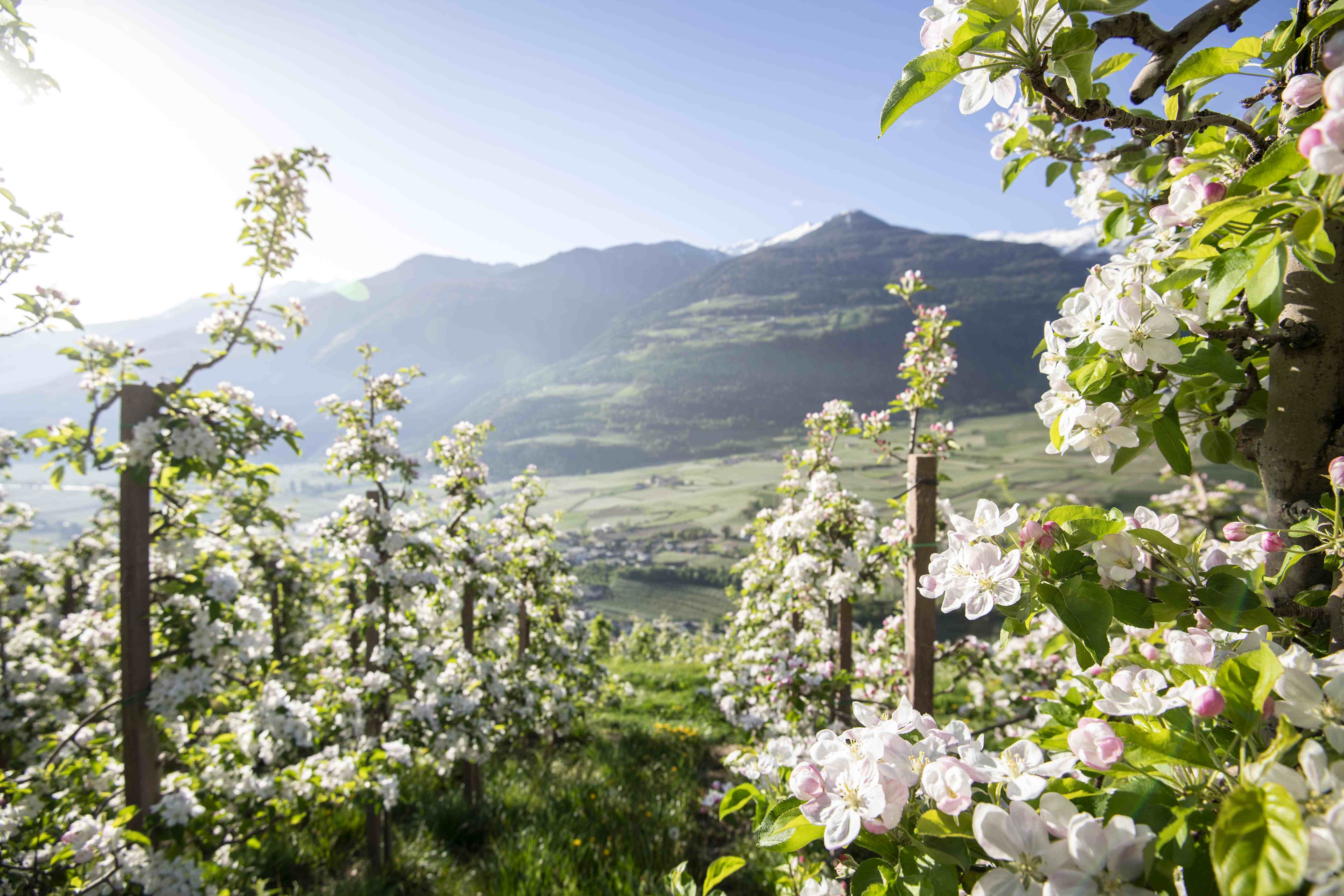 Fiori delle melle